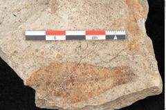 Foto (Detailansicht) von Quercus palaeoilex Ettingshausen (NHMW-GEO-2024-0188-6376)
